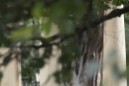 Lehendakari Iñigo Urkullu jura su cargo ante el árbol de Gernika - 2020